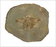 나비의 화석 사진