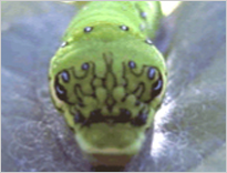 산제비나비 애벌레의 머리 사진
