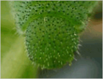 각시멧노랑나비 애벌레의 머리 사진