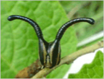 먹그림나비 애벌레의 머리 사진