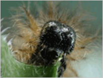 암어리표범나비 애벌레의 머리 사진