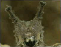 흑백알락나비 애벌레의 머리 사진