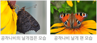 좌측 - 공작나비의 날개접은 모습 사진 / 우측 - 공작나비의 날개 편 모습 사진