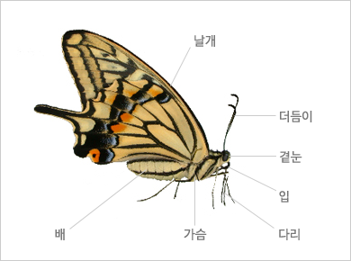 나비의 몸구조 사진