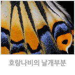나비날개.png