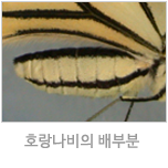 나비의 배 사진