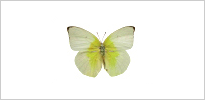 연노랑흰나비 사진