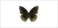 남방오색나비 사진
