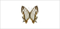 돌담무늬나비 사진
