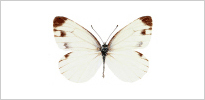 큰줄흰나비 사진