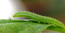 각시멧노랑나비의 애벌레 사진