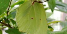 각시멧노랑나비의 성충 사진
