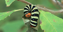 푸른큰수리팔랑나비의 애벌레 사진