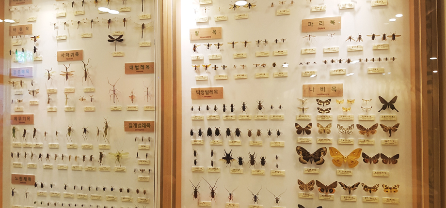 나비누리관 2층 곤충자원관 첫번째 사진입니다.